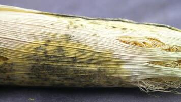 closeup of mold corn husks on table video