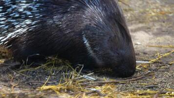 Close-Up of Indian Crested Porcupine Feeding at Zoo Exhibit video
