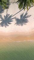 Aerial view of palm tree shadows on white sand near turquoise sea. Gentle waves, golden shore, and peaceful tropical beach scene full of calm and beauty. video