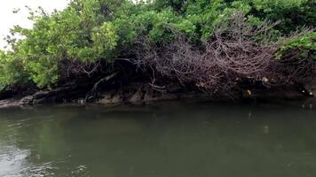 The Rocky shoreline of the Jequia River near Dunas de Marape Brazil video
