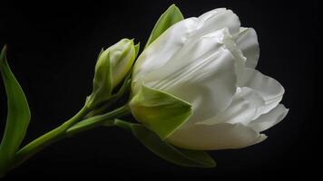 Graceful White Flower Unfolding Slowly in Time-lapse View video