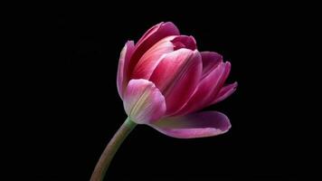 Vibrant Pink Blossom Opening Slowly in Time-lapse View video