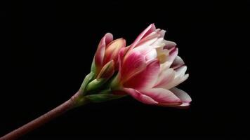 Striking Red and White Flower Unfurling Time-lapse Close-up video