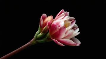 Elegant Red White Flower Bud Unfurling to Full Bloom Time-lapse video
