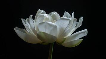 Elegant White Lotus Flower Opening Time-lapse Against Dark video