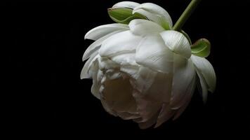 White Flower Opening from Bud Side View Time-lapse video
