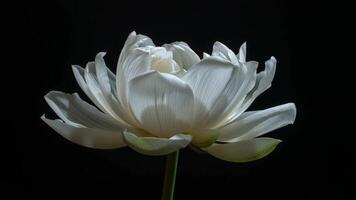 Beautiful White Flower Unfolding Its Layers Time-lapse video