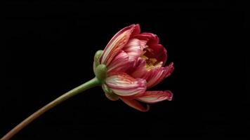 Red and Yellow Bloom Opening Artfully in Time-lapse video