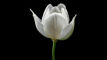White Petals Unfolding on Dark Background Time-lapse video