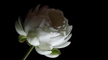 Delicate White Blossom Unfurling in Close-up Time-lapse video