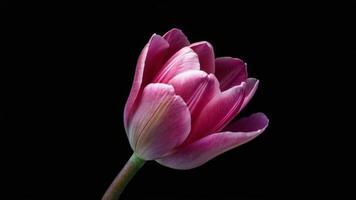 Vivid Pink Flower Petals Unfolding Time-lapse from Bud video