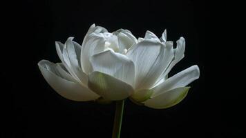 White Petals Expanding Gracefully to Full Bloom Time-lapse video