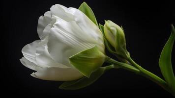 White Flower Bud Opening in Side View Time-lapse video