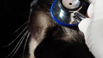 Veterinary examination of cat with stethoscope by gloved hands in closeup detail. video