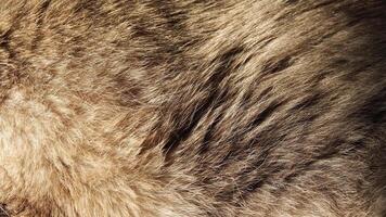 Closeup textures of animal fur in subtle movements and natural patterns captured in high definition. video