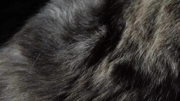 Veterinarian checks canine health. gloved hand using stethoscope on dog's fur. video