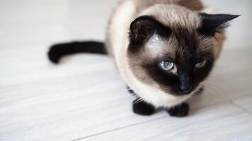 Curious siamese cat with striking blue eyes observes surroundings on a bright floor in three captivating frames. video