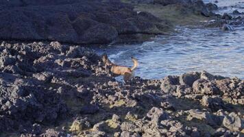 Wild cat explores rocky shore at sunset in Hawaii video