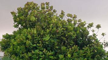 Vibrant foliage at twilight in a serene tropical landscape video