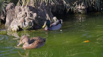 Ducks glide in a peaceful, green pond video