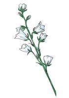 Bellflower botanical stem illustration vector