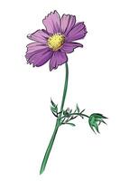 Hand drawn pink cosmos flower with green stem vector
