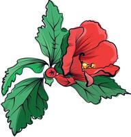 Hibiscus flower with leaves drawing vector