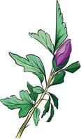 Hibiscus flower with unopened purple bud and green stem vector