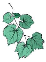 Grape vine with green grape leaves vector