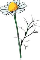 Single chamomile flower with drops on petals vector