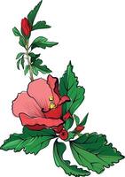 Hand drawn red hibiscus flower with green leaves vector