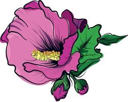 Pink hibiscus flower with buds and green leaves vector