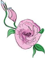 Pink eustoma flower with green leaves in hand drawn style vector