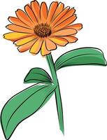 Marigold flower botanical illustration vector
