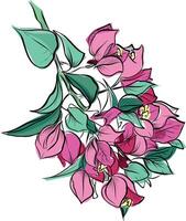 Bougainvillea with large leaves and many blossoms vector