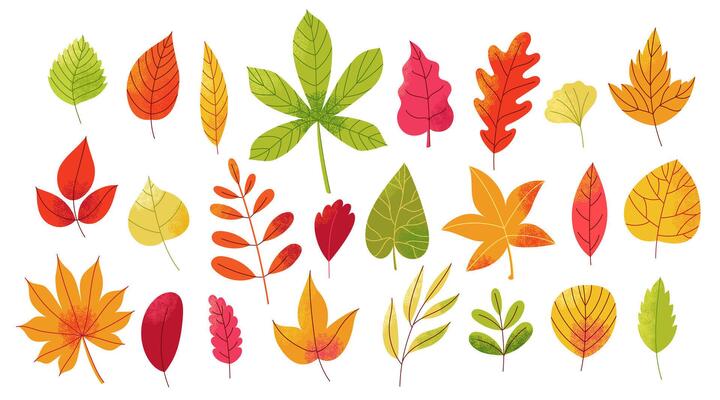 Autumn leaves set. Abstract fall forest foliage elements, botanical decorative green yellow red leaf icons, wood and garden trees leaves. isolated collection