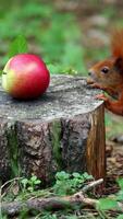 Red squirrel discovers apple on tree stump in woodland video