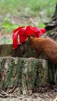 Red squirrel investigating red gift box on tree stump video