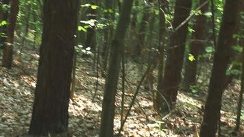 Dense forest interior with tall trees and natural lighting video