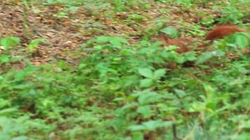 A fluffy little squirrel jumps in the green vegetation in the wild video
