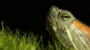 Close-up of green turtle head with distinctive markings against black background video