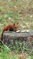 Curious hungry red squirrel takes ground nut on stump runs to wild video