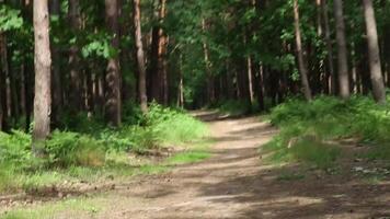 Scenic forest path winds through dense woodland with tall trees rays of the sun video