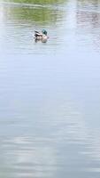 Single duck swimming alone in calm blue lake water video