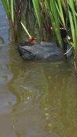A duck feeds ducklings. A family of waterfowl and migratory birds video