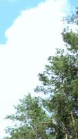 Low angle view of green trees swaying against cloudy blue sky video