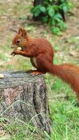 Brown small squirrel jumps on stump takes peanut and runs to forest video
