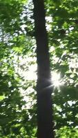 Dense forest interior with tall trees and filtered sunlight video