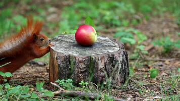 Red squirrel discovers and examines red apple on tree stump video
