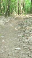 Forest path winding through tall trees with natural lighting and ground movement video
